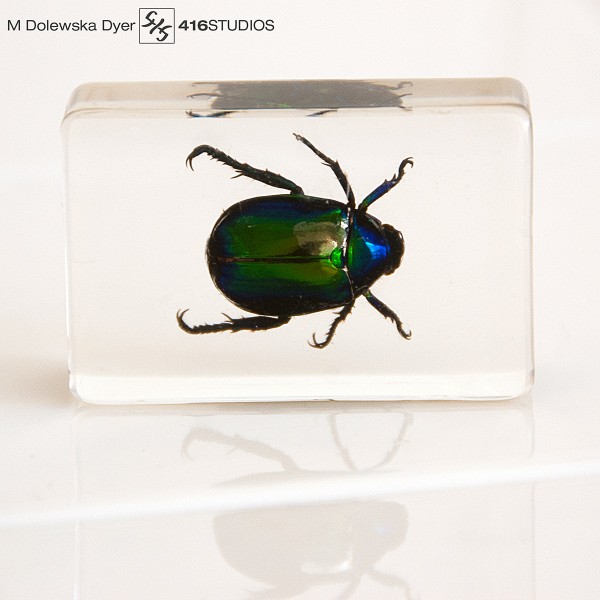 Project - GREEN: Scarabaeus natural light photography bugs macro