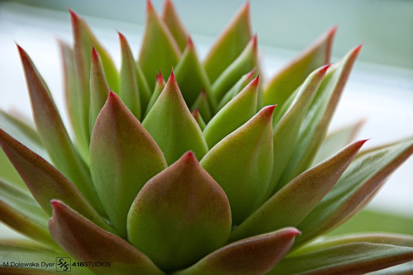 Ebony Echeveria succulent plant cacti