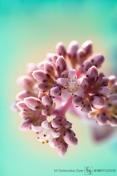 jade necklace chinese pagoda succulent blossom close up plant flora macro flowers