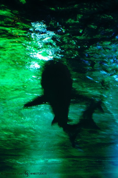 shark image taken in Brighton Sea Life Centre