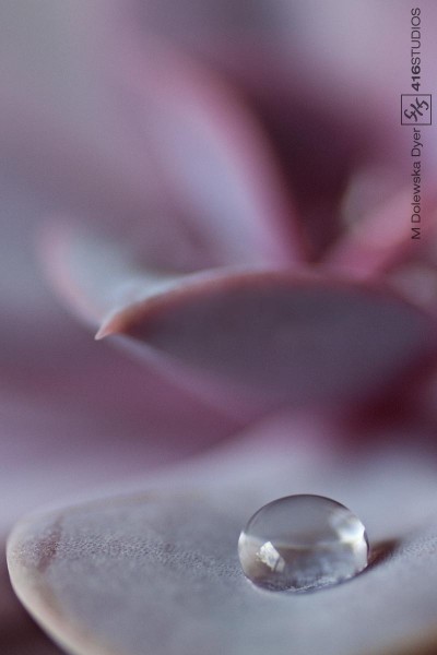 52 Week Photography Project - Water - Purple Echeveria 52 week photography challenge subject water