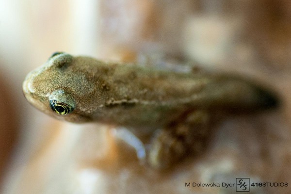 froglet baby frog macro shot