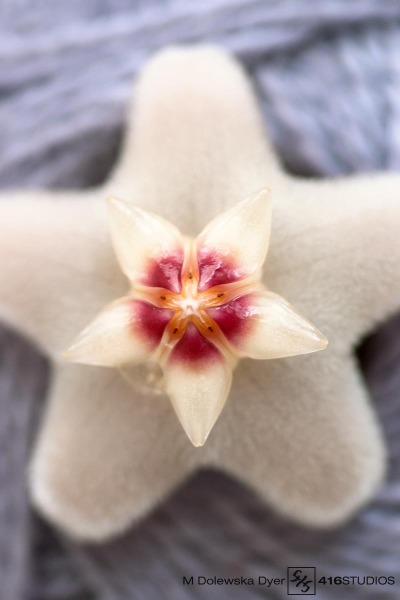 hoya carnosa flower close up macro photography