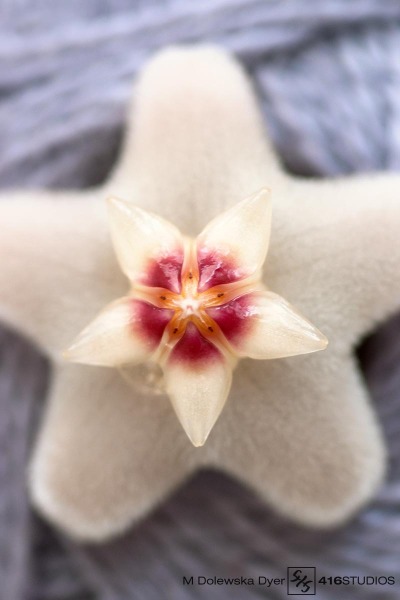 Macro - Hoya Carnosa hoya carnosa flower close up macro photography