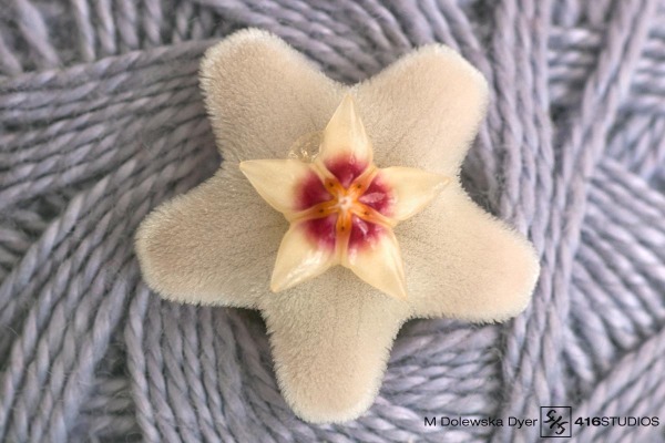 hoya carnosa hoya plant flower blossom 