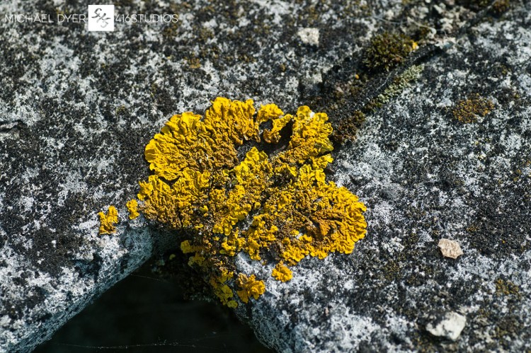 yellow moss macro texture 